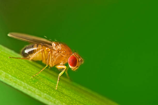 Bachelor’s thesis: fly re-identification