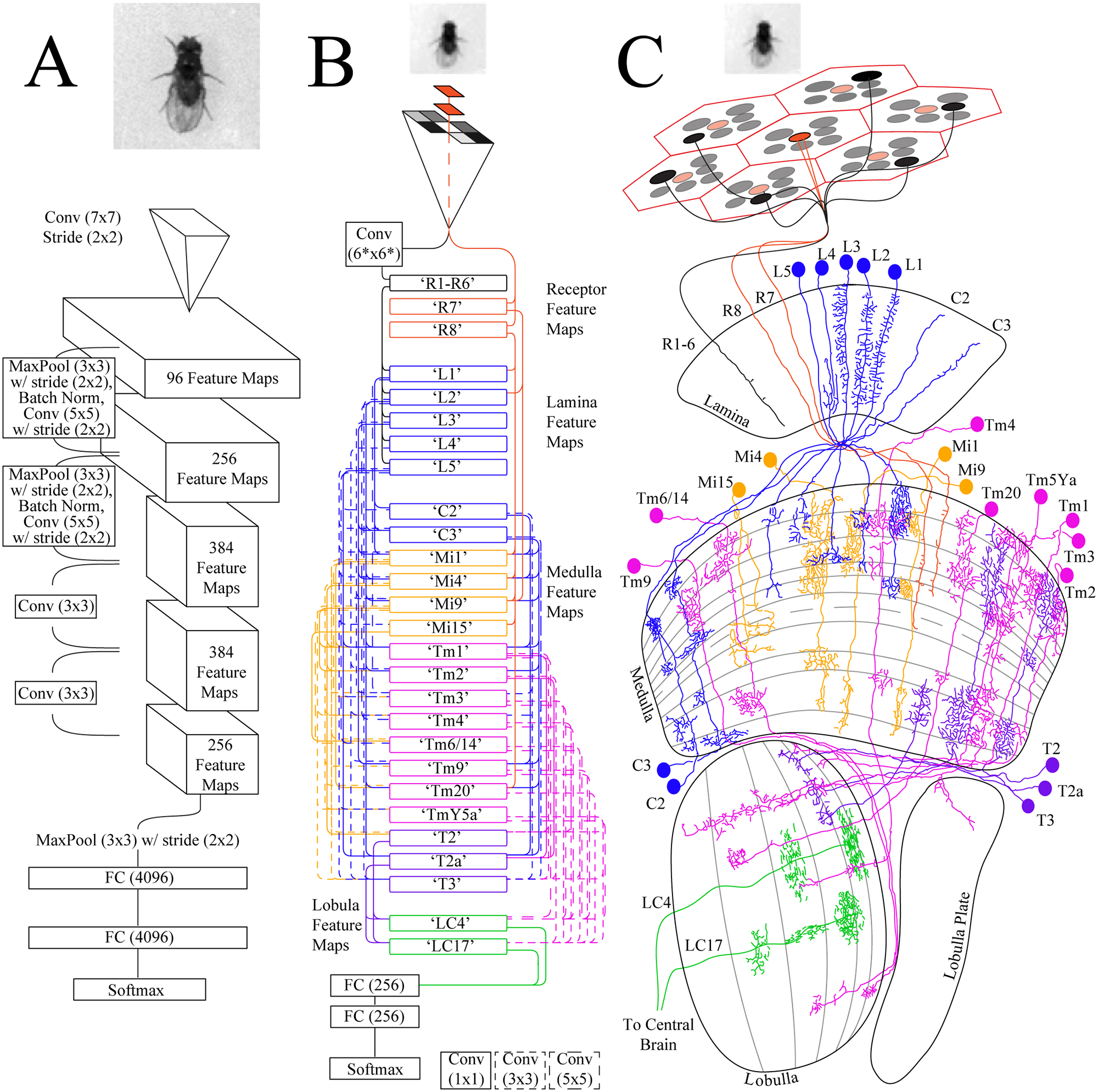 PLOS ONE: Can Drosophila melanogaster tell who’s who?
