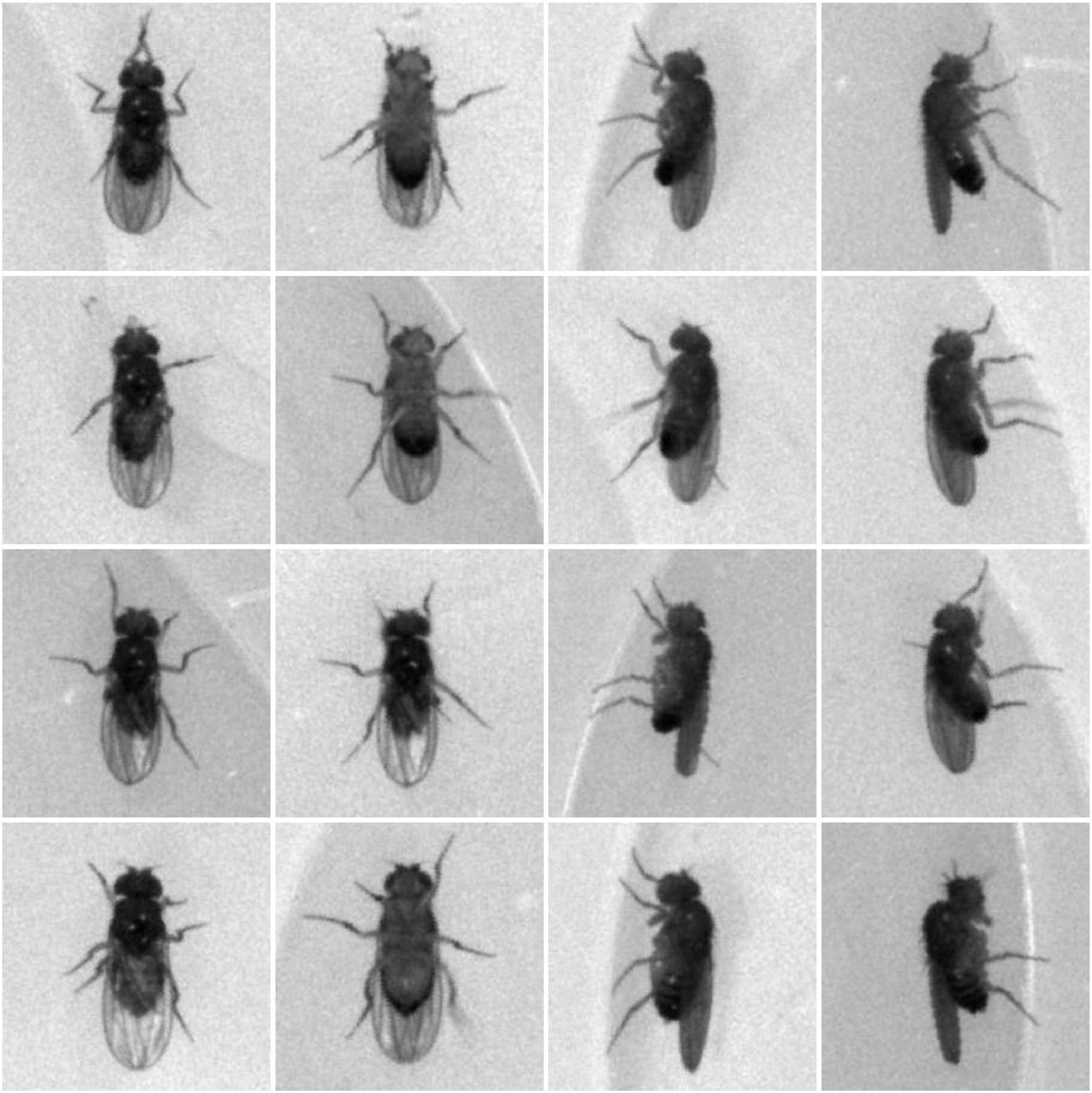 Fruit fly re-identification (WACV 2019)